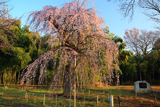 普門寺のしだれ桜