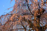 普門寺のしだれ桜