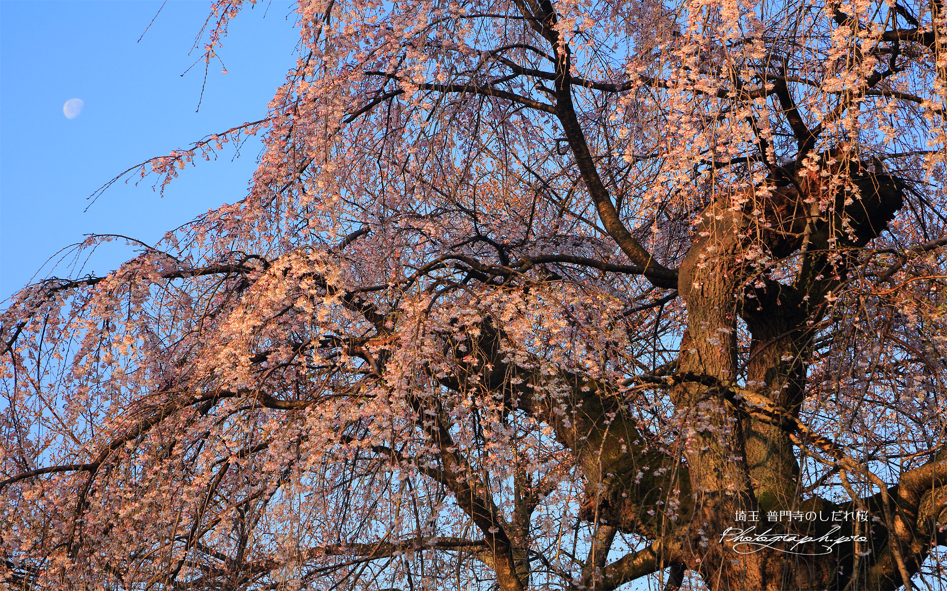 普門寺のしだれ桜