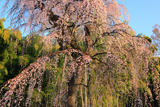 普門寺のしだれ桜