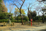 八幡太郎源義家駒つなぎのさくら