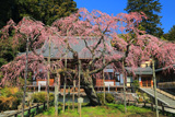 太山寺の岩しだれ桜