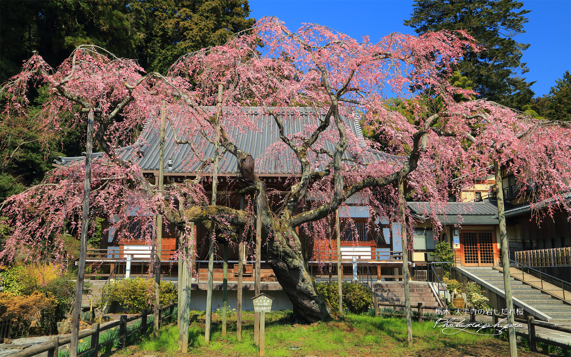 太山寺の岩しだれ桜