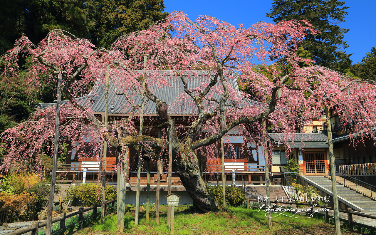 太山寺の岩しだれ桜 壁紙