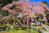 太山寺の岩しだれ桜