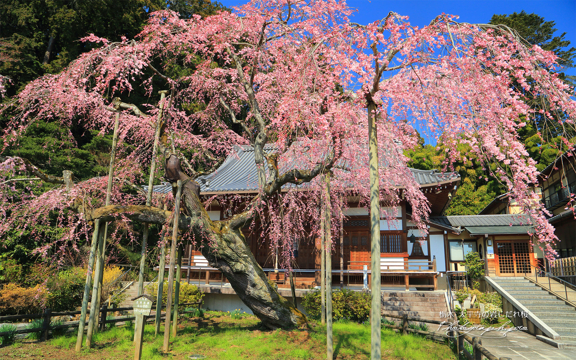 太山寺の岩しだれ桜