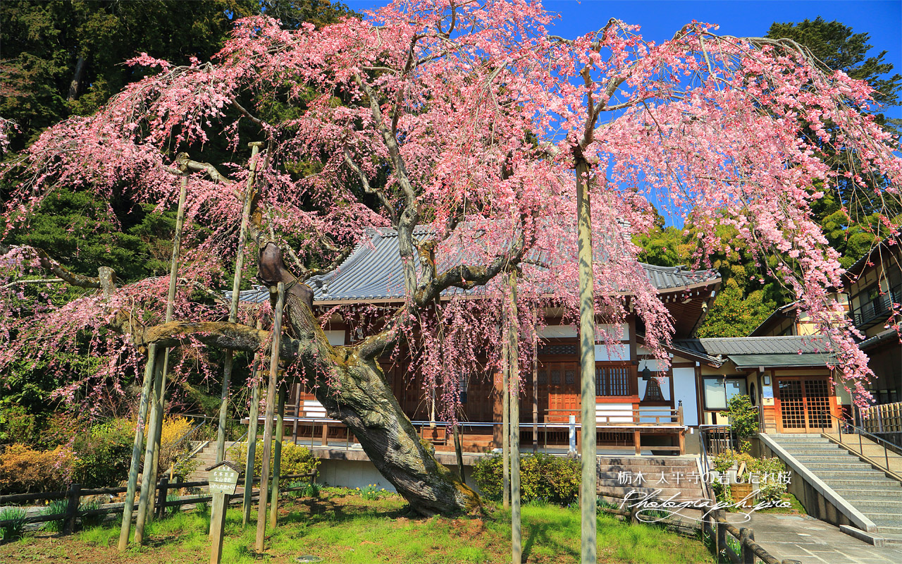 太山寺の岩しだれ桜 壁紙