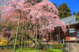 太山寺の岩しだれ桜