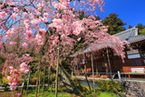 太山寺の岩しだれ桜