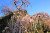 満願寺のシダレザクラ