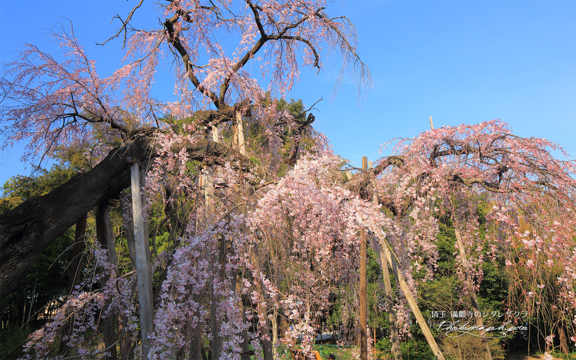 満願寺のシダレザクラ