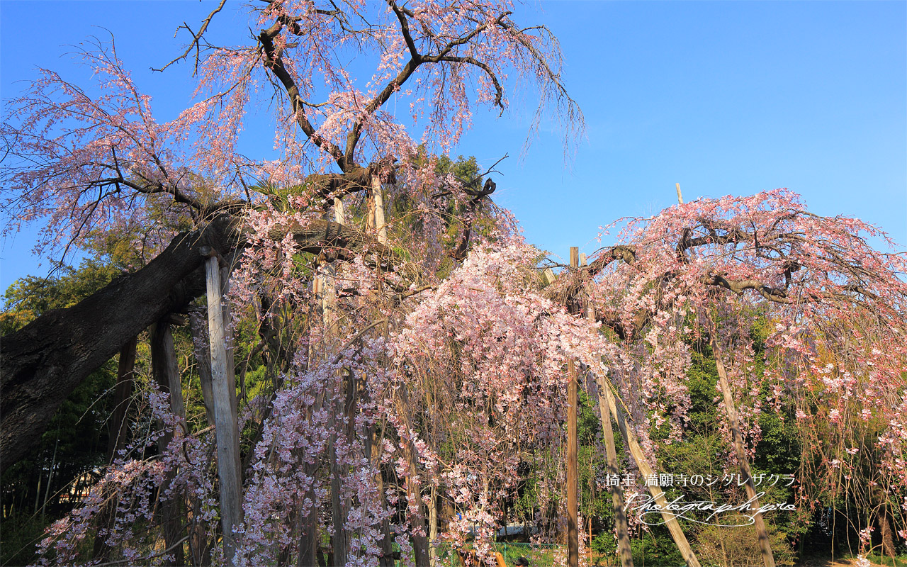 満願寺のシダレザクラ 壁紙