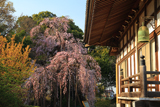 満願寺のシダレザクラ