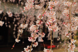 慶龍寺のしだれ桜