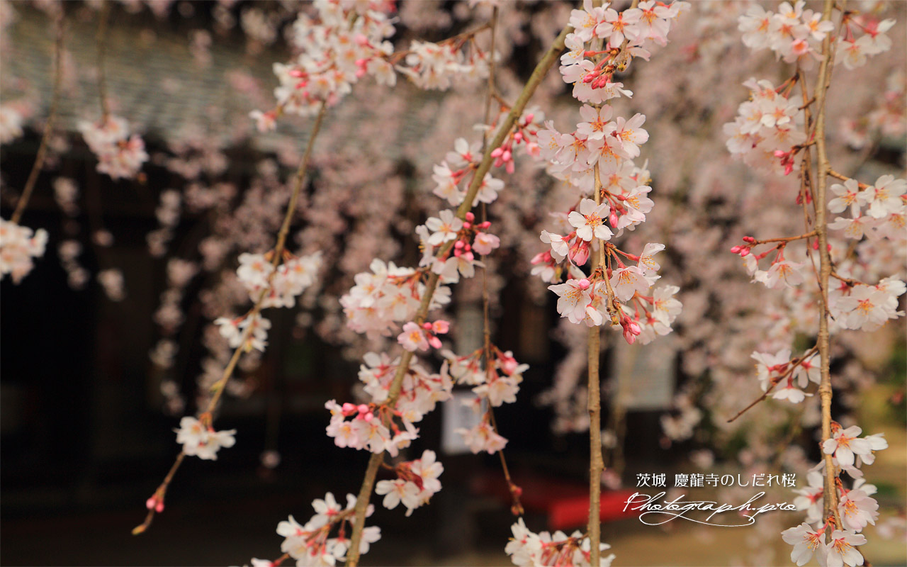慶龍寺のしだれ桜 壁紙