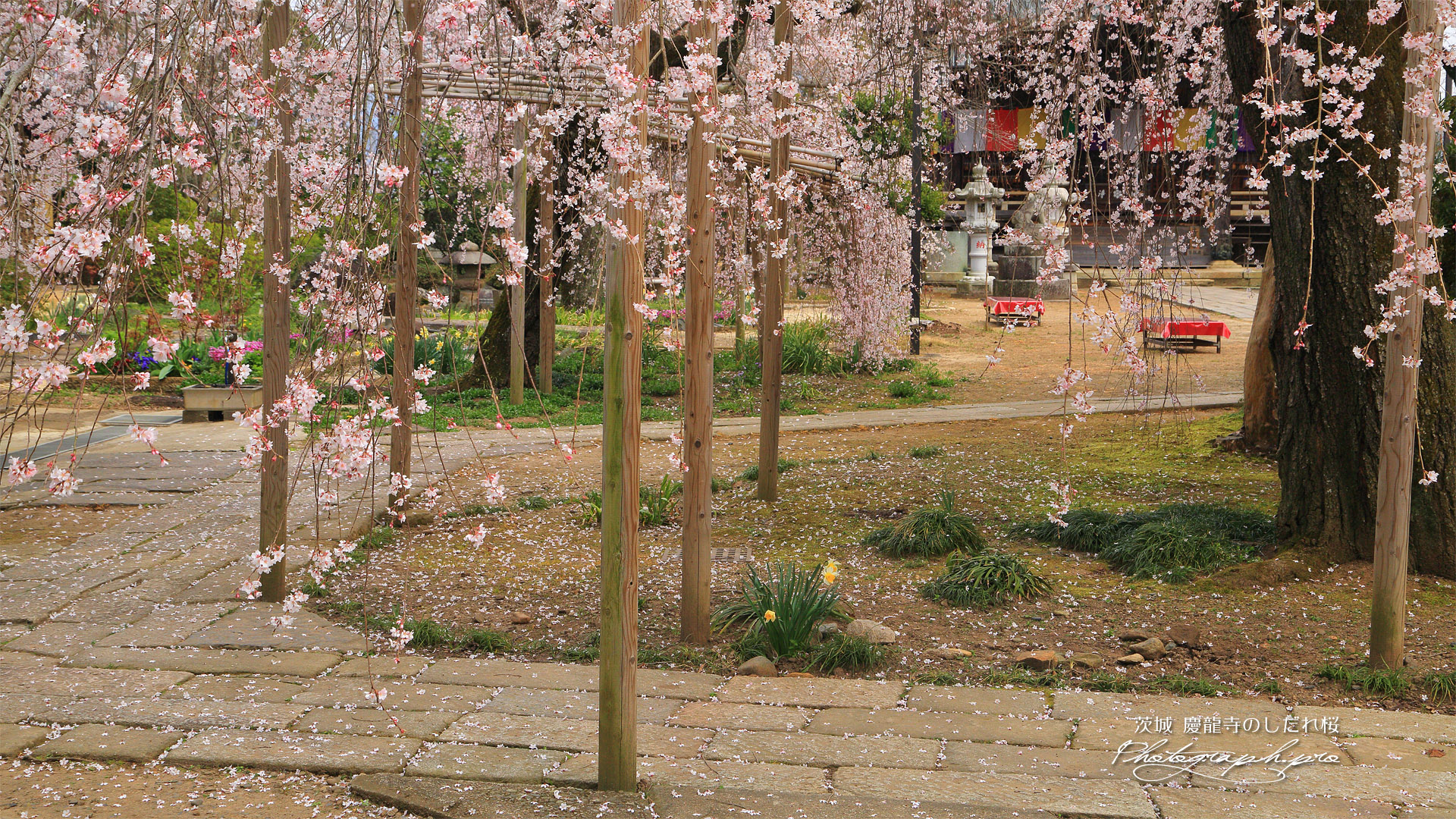 慶龍寺のしだれ桜