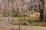 慶龍寺のしだれ桜