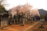 随翁院のしだれ桜