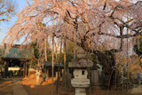 随翁院のしだれ桜