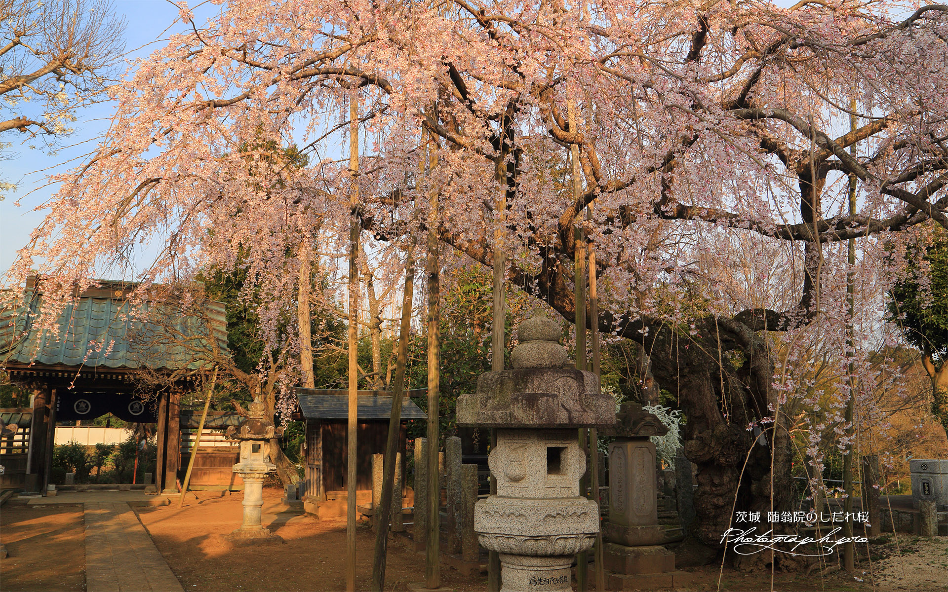 随翁院のしだれ桜