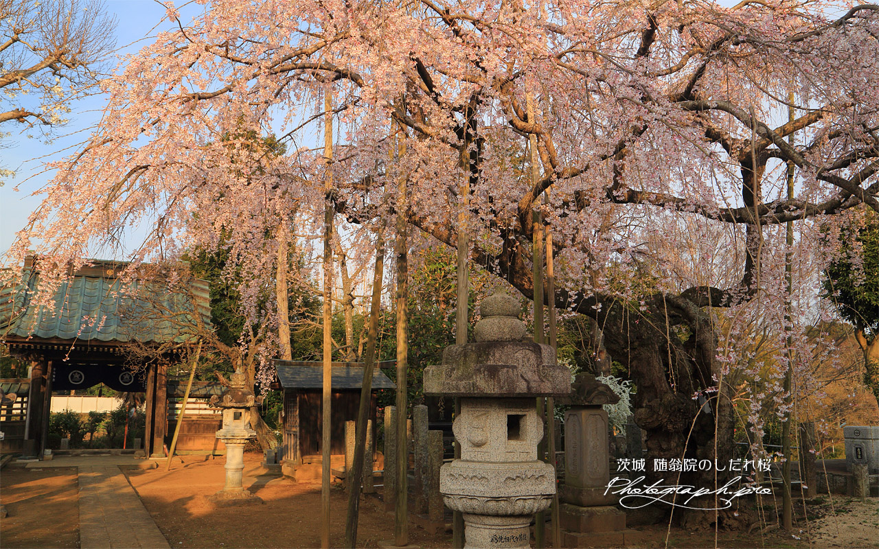 随翁院のしだれ桜 壁紙