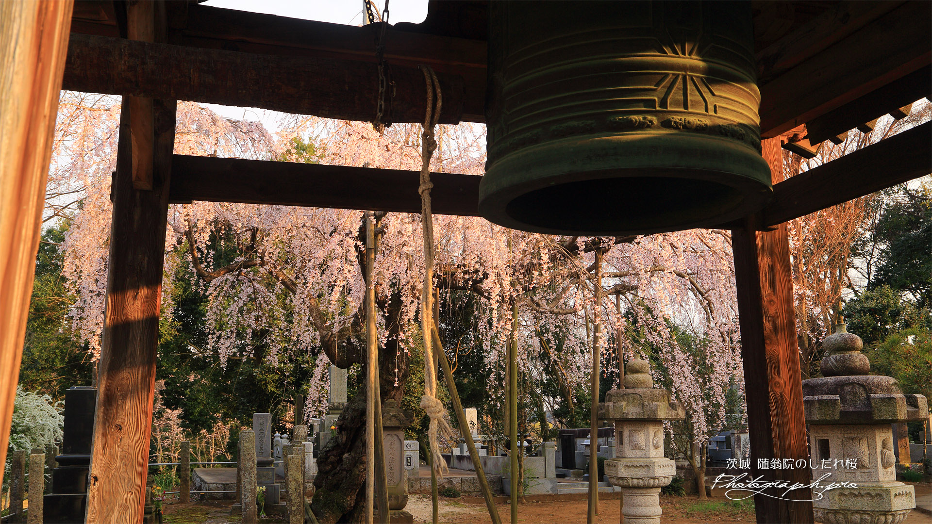 随翁院のしだれ桜