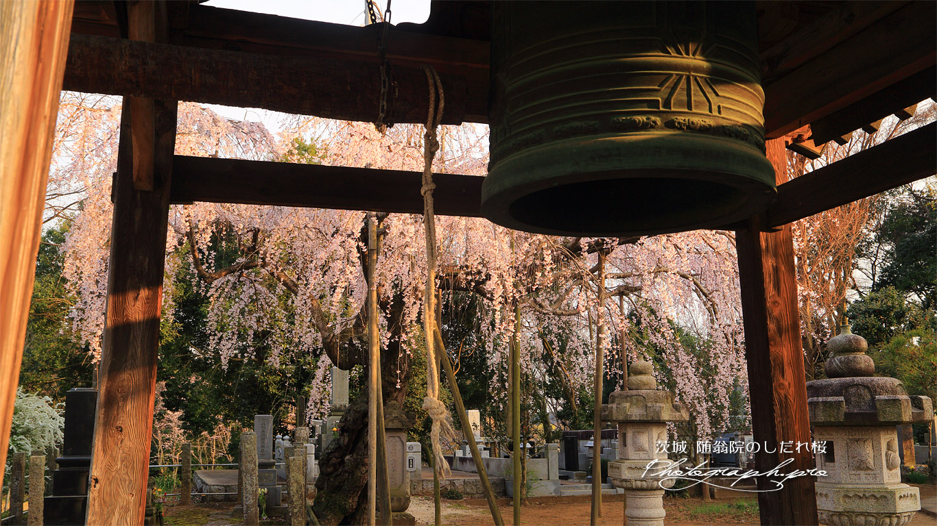 随翁院のしだれ桜 壁紙