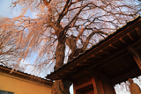 安食の地蔵桜