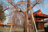 一乗院のしだれ桜