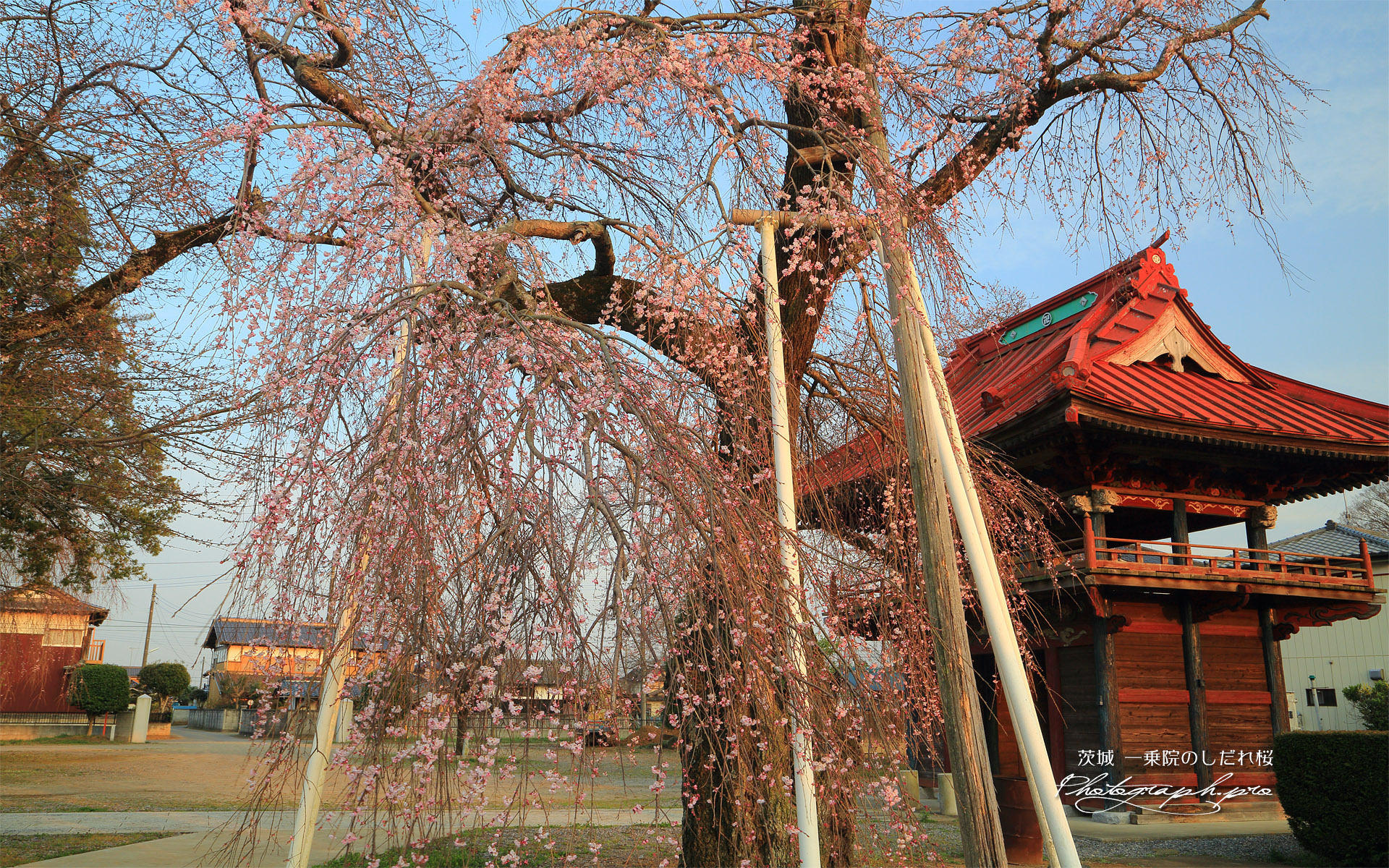 一乗院のしだれ桜