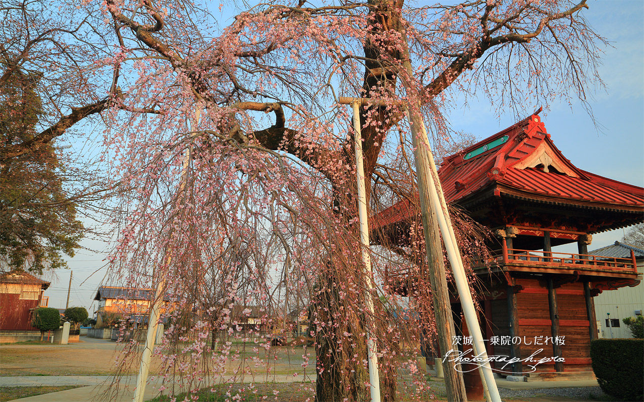 一乗院のしだれ桜 壁紙