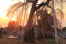 一乗院のしだれ桜