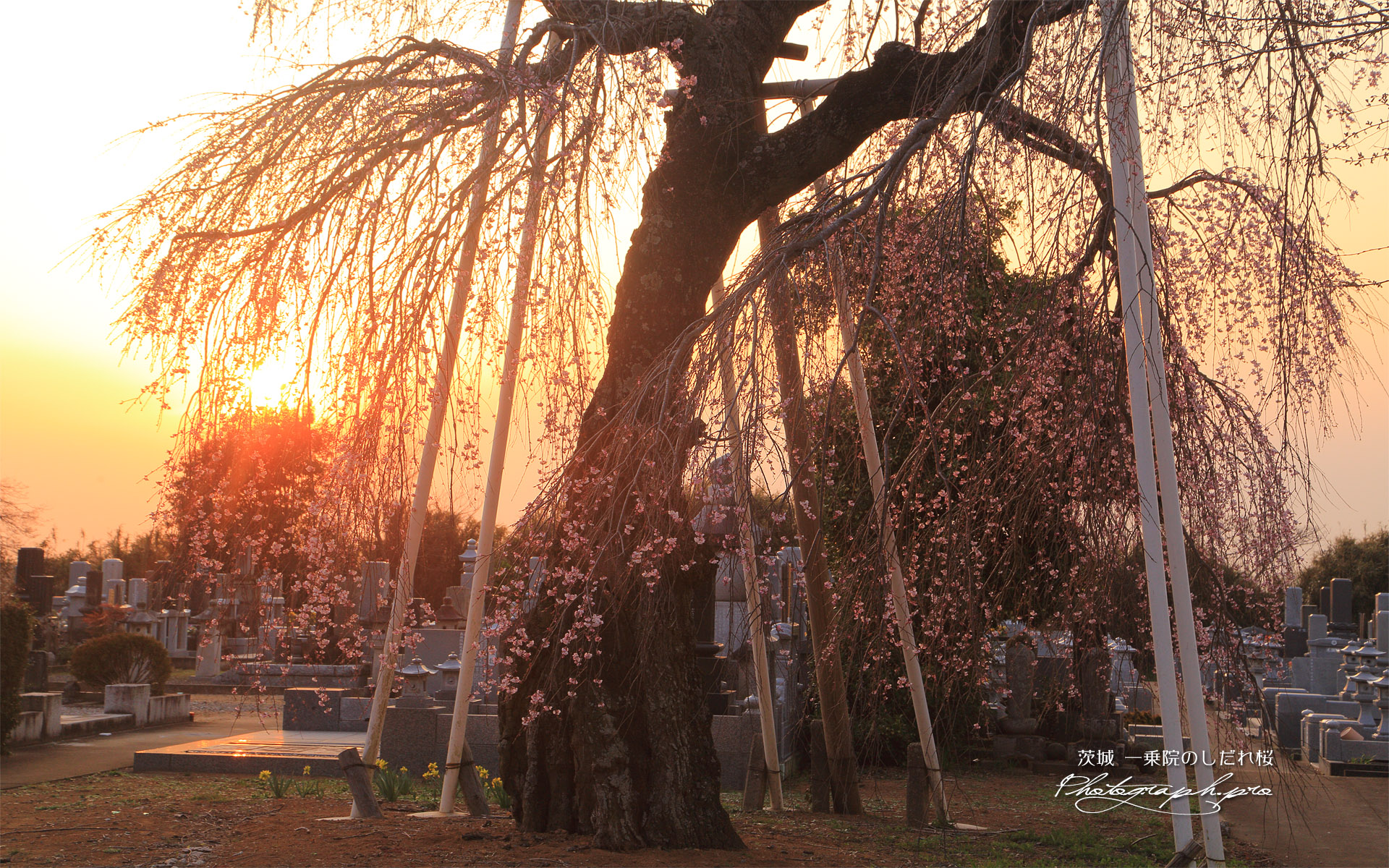 一乗院のしだれ桜