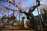 随翁院のしだれ桜