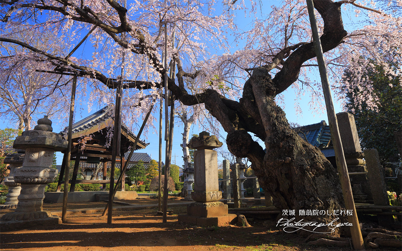随翁院のしだれ桜 壁紙
