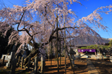 随翁院のしだれ桜