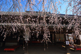 慶龍寺のしだれ桜