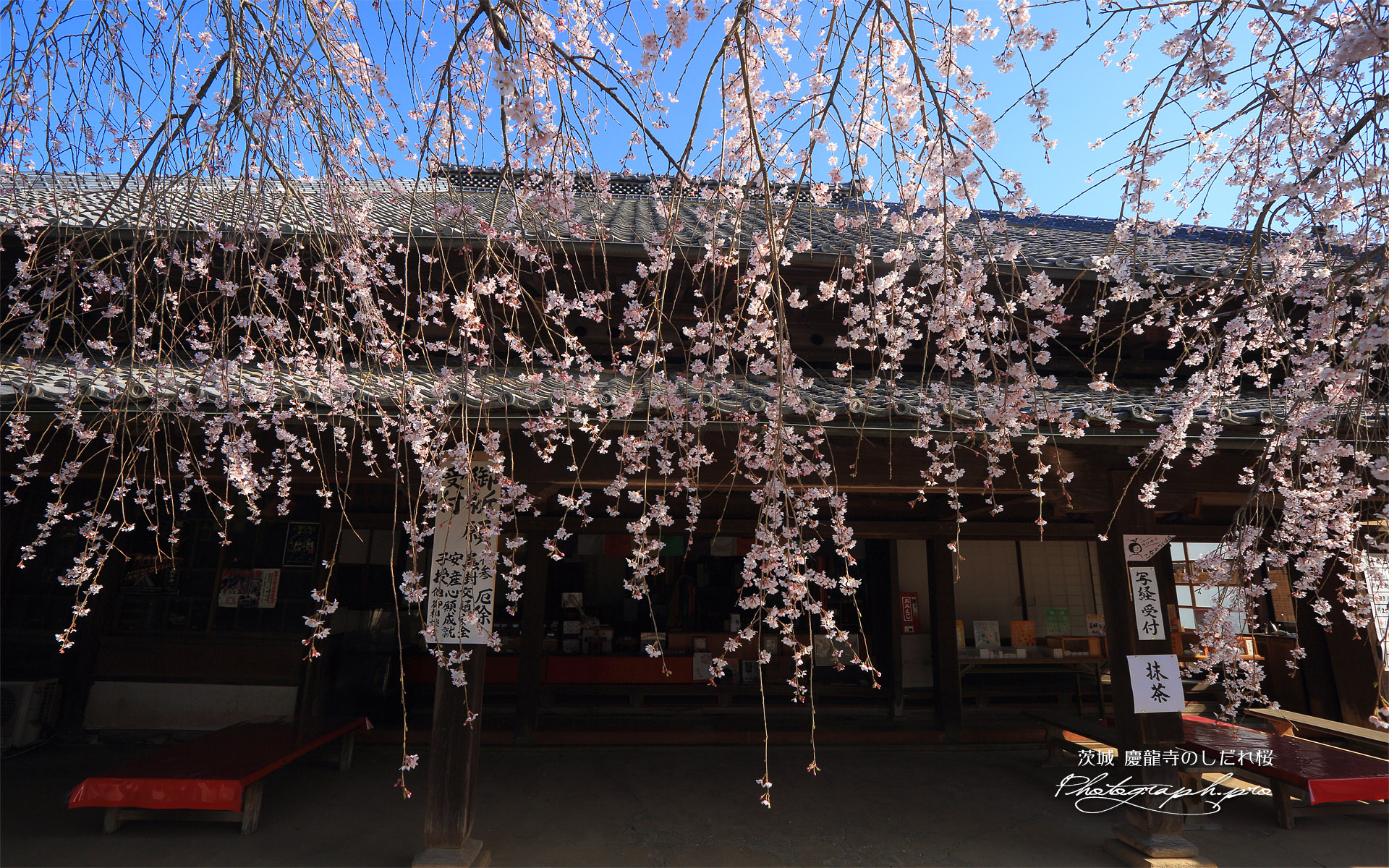 慶龍寺のしだれ桜