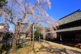 慶龍寺のしだれ桜