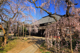 慶龍寺のしだれ桜