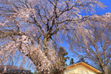 安食の地蔵桜