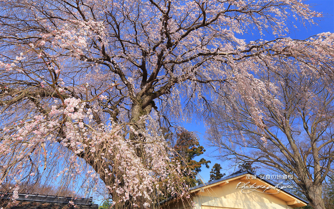 安食の地蔵桜 壁紙