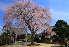 宝蔵寺のしだれ桜