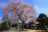 宝蔵寺のしだれ桜