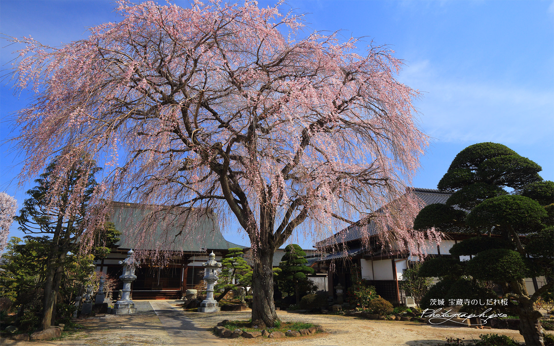 宝蔵寺のしだれ桜