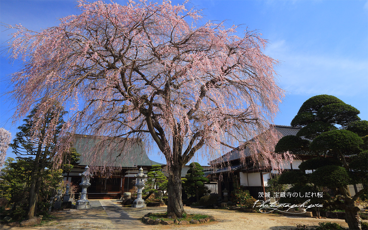 宝蔵寺のしだれ桜 壁紙