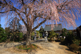 宝蔵寺のしだれ桜