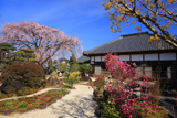 宝蔵寺のしだれ桜