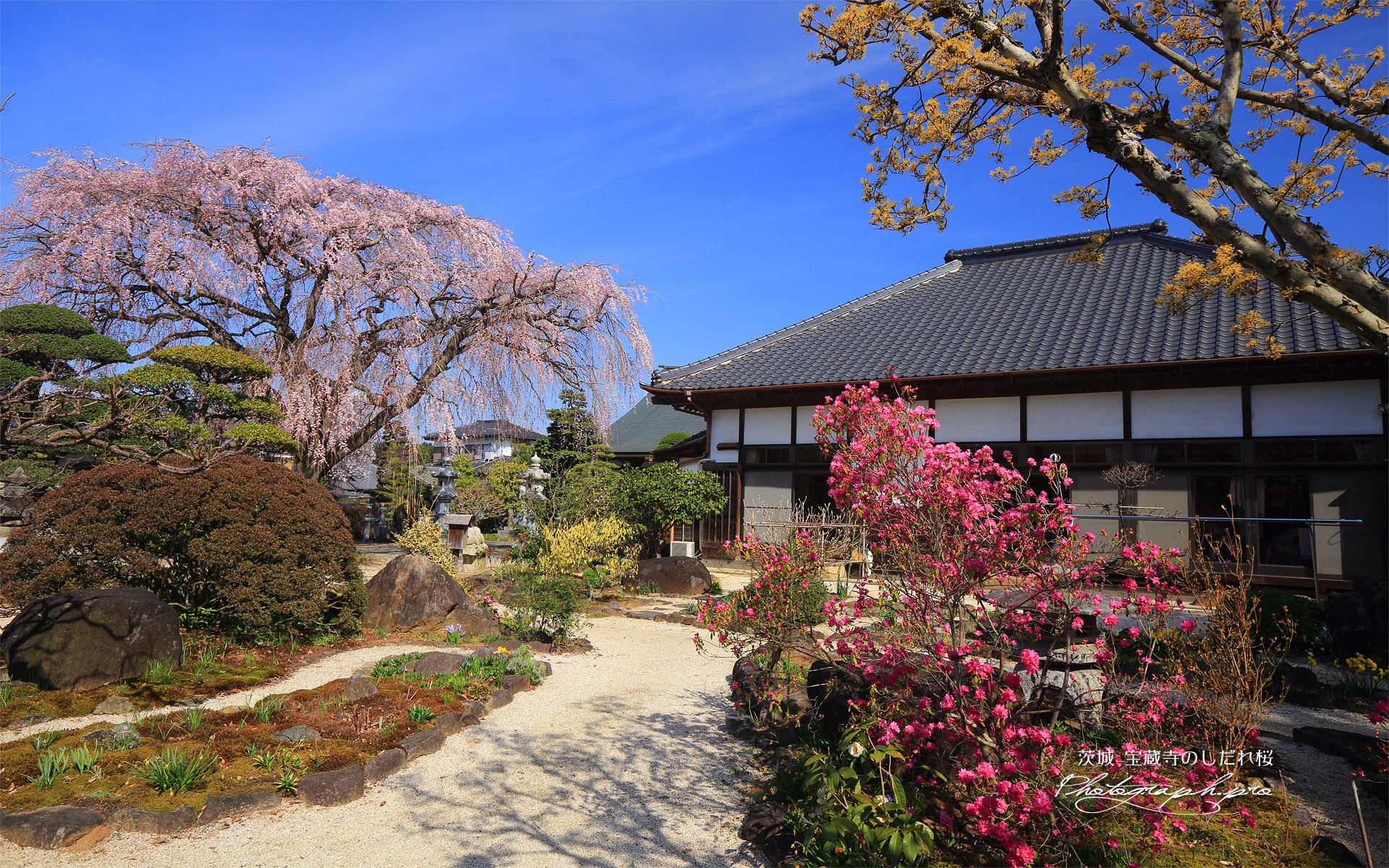 宝蔵寺のしだれ桜