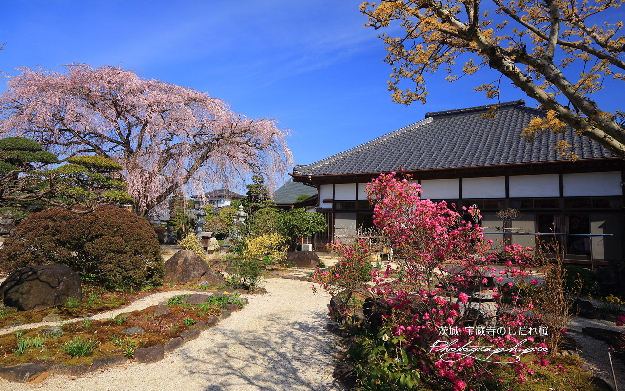 宝蔵寺のしだれ桜 壁紙
